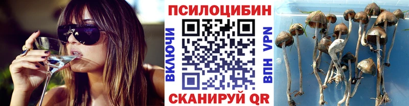 Купить где  Котово  Псилоцибиновые грибы ЛСД 